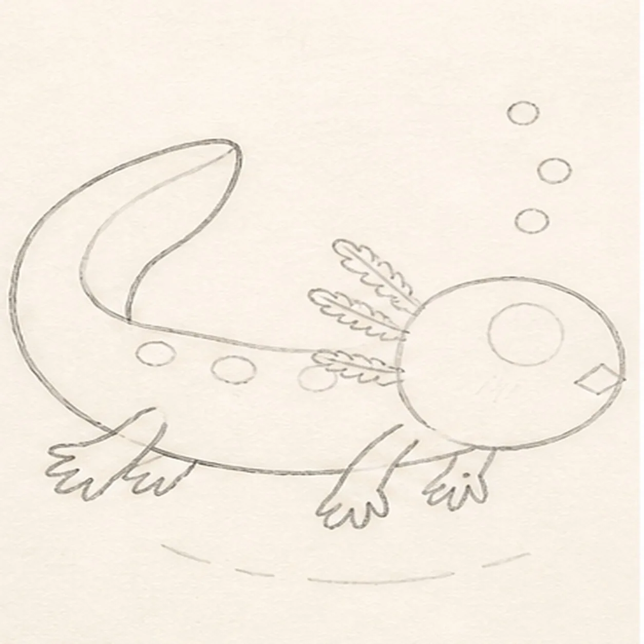 Fit the legs and gill fan stage for how to draw a swimming axolotl