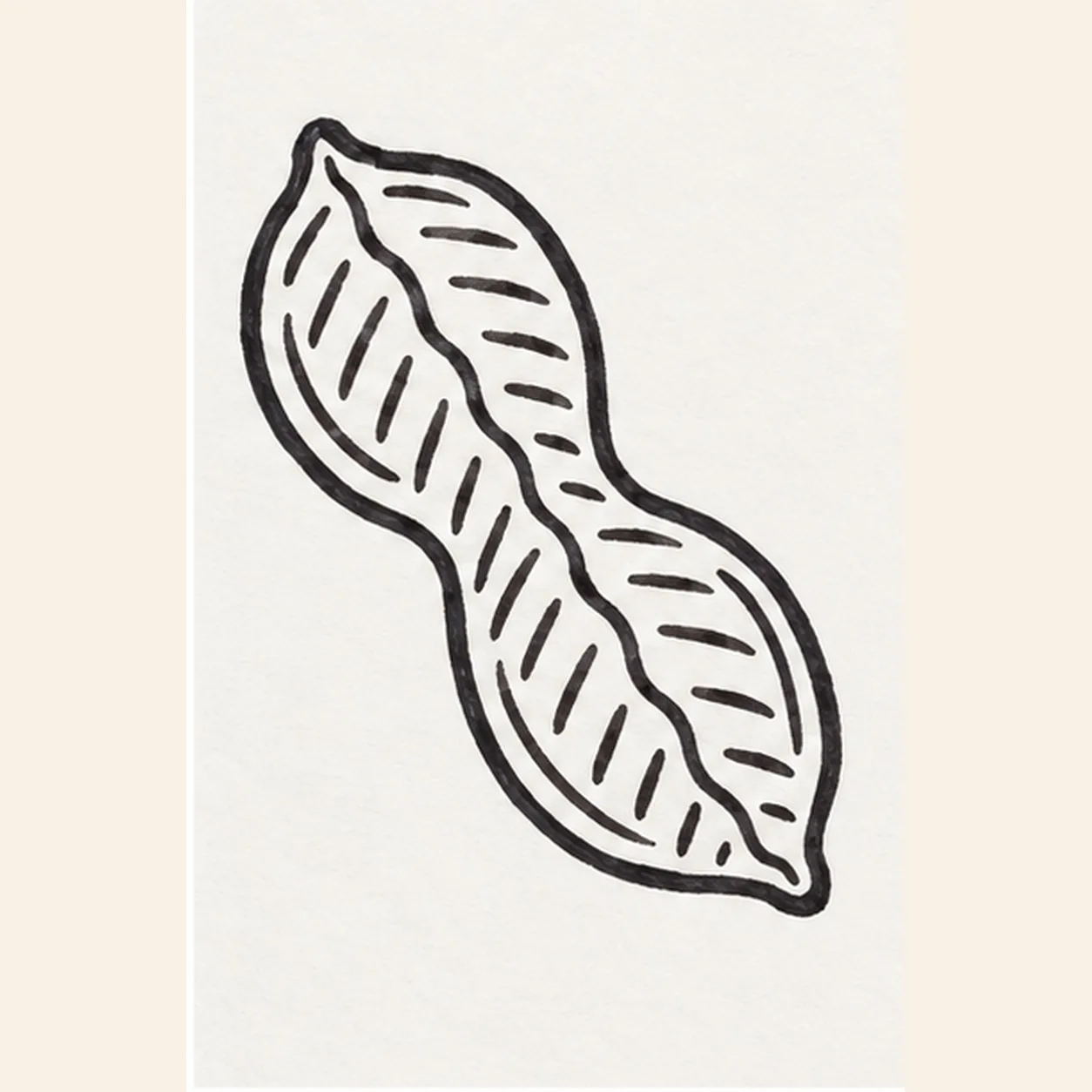 Stripe the first grooves stage for how to draw a peanut in its shell